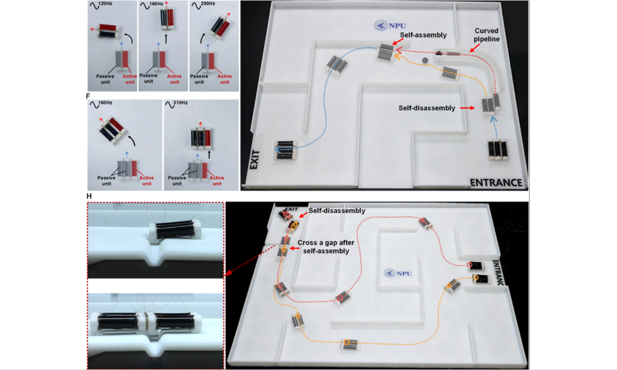Movement and self-reconfiguration of the multifunctional soft robot based on electroactive polymers Photo: From the website of the Northwestern Polytechnical University
